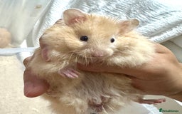 Hamster rodents for sale: Longhaired Rex/Straight Syrian Hamster Babies - Image 5