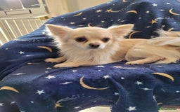 Chihuahua dogs for stud: Duties only not for sale in Liskeard - Image 8