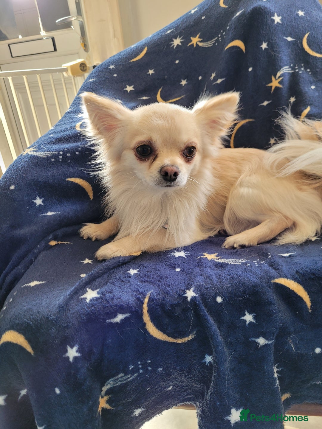 Chihuahua dogs for stud: Duties only not for sale in Liskeard - Image 8