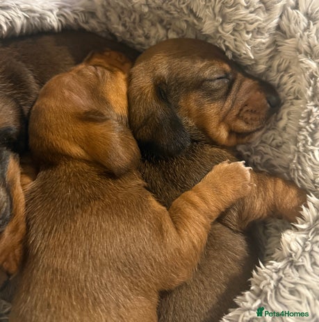 Miniature Dachshund dogs 2 handsome miniature dachshund puppies - Advert 2