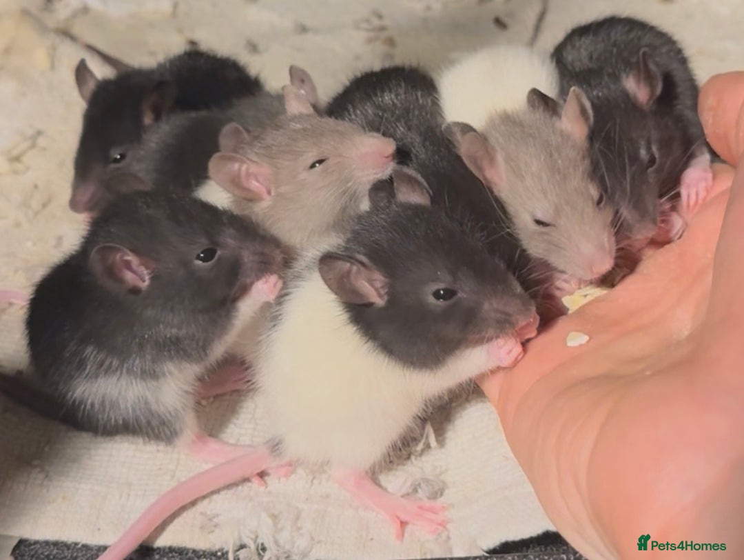 Rat rodents for sale: Baby Female Fancy Rats for Re-homing 🐀 - Advert 2