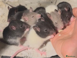 Rat rodents Baby Female Fancy Rats for Re-homing 🐀 - Advert 1
