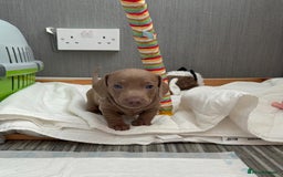 Miniature Dachshund dogs for sale: Friendly& Family -Oriented - Image 13