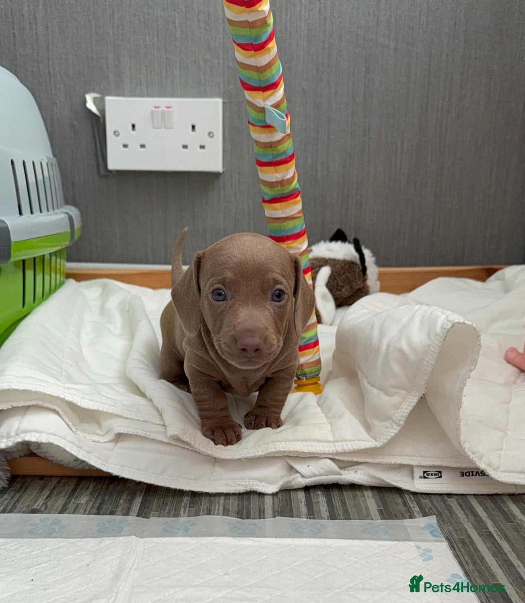 Miniature Dachshund dogs for sale: Friendly& Family -Oriented - Image 13