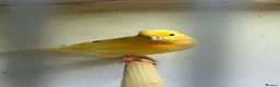 Canaries birds for sale: 5 young aviary bred canaries for sale - Advert 1