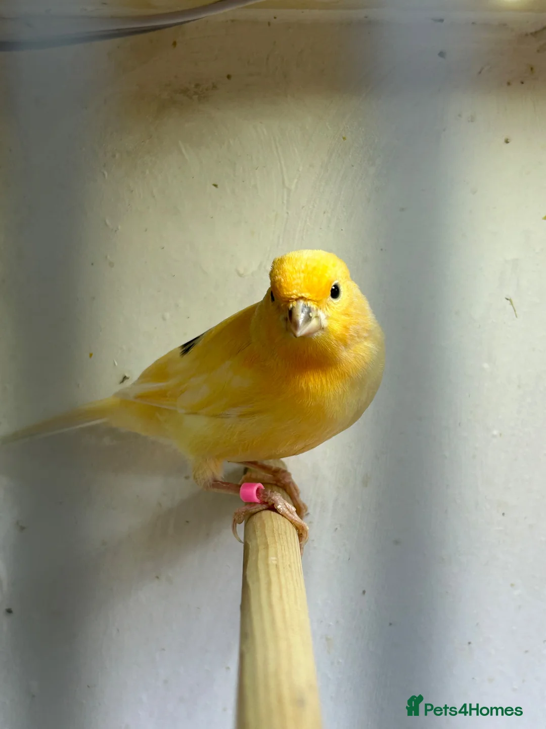 Canaries birds for sale: 5 young aviary bred canaries for sale - Advert 1