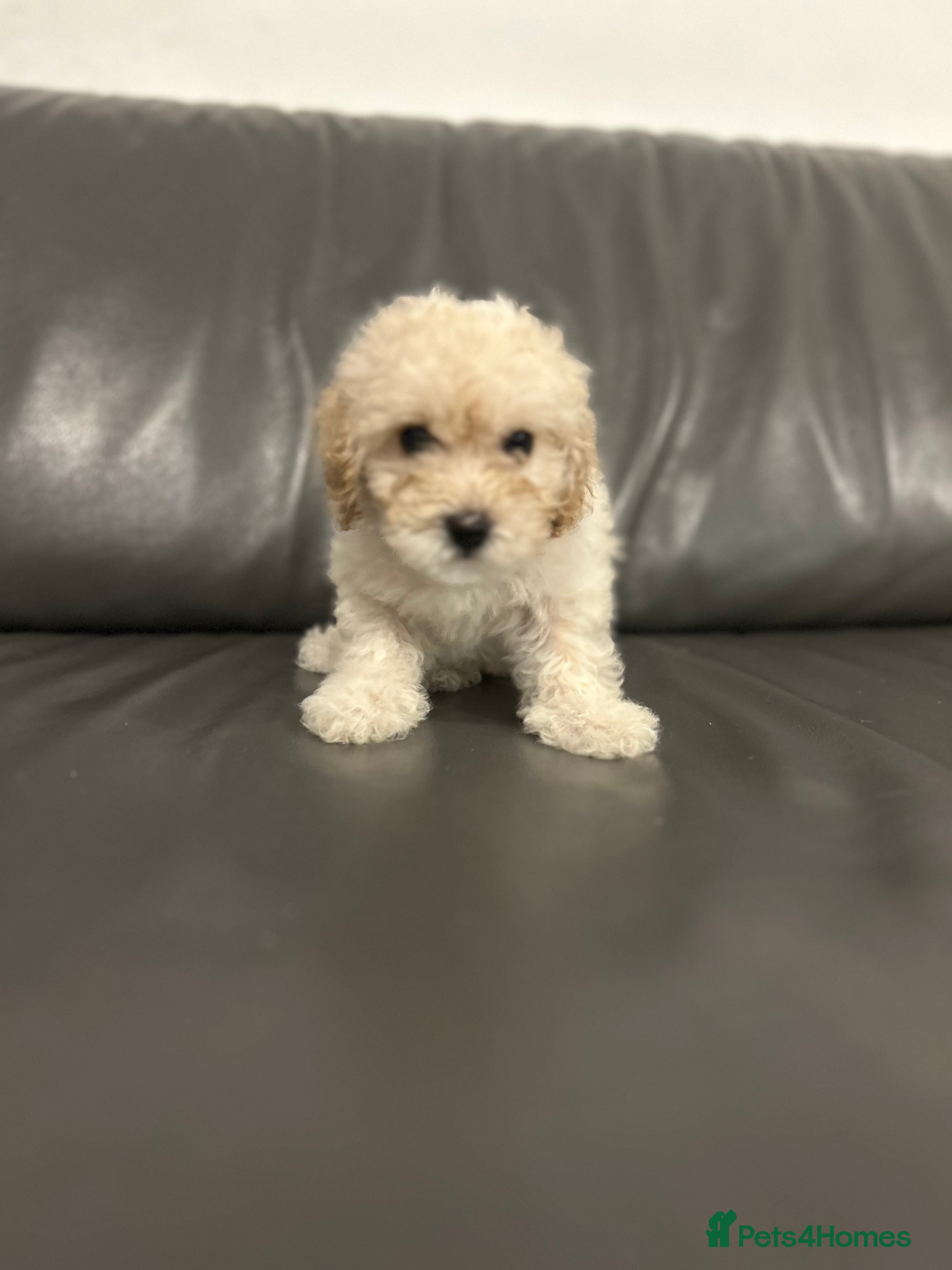 Cavapoochon dogs last remaining female cavapoochon pup  - Advert 1