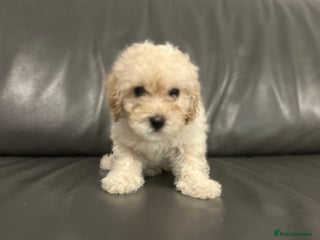 Cavapoochon dogs last remaining female cavapoochon pup - Advert 5