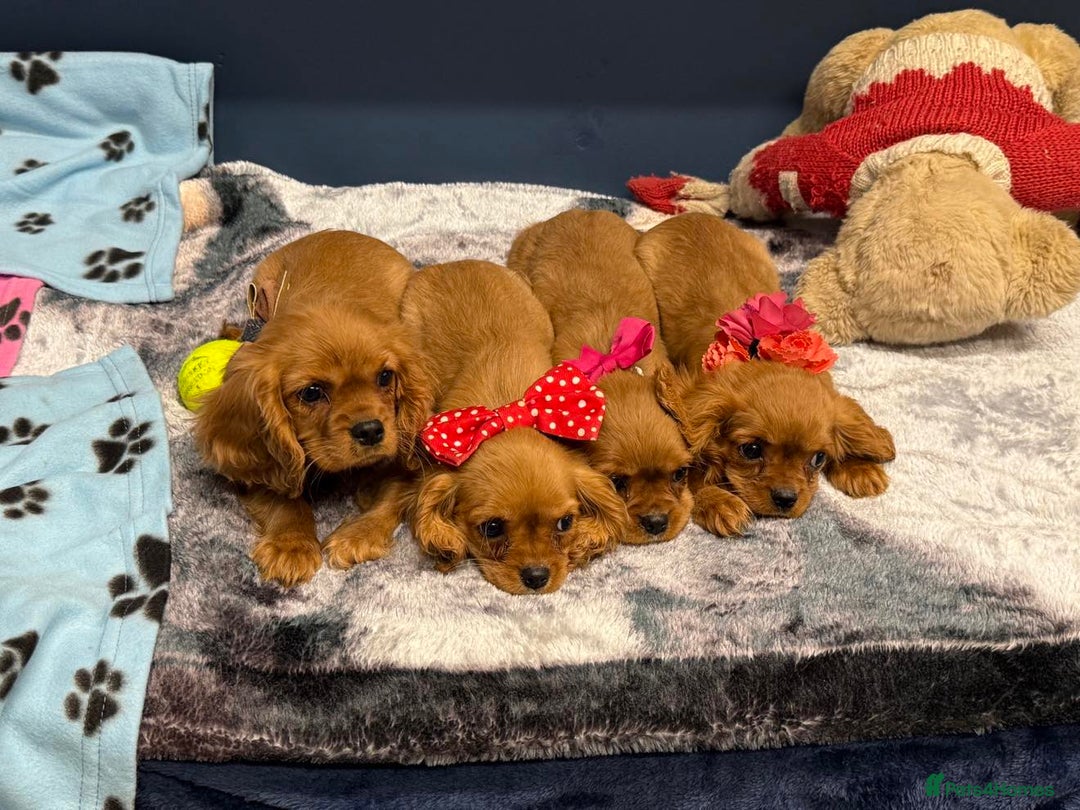 Cavalier King Charles Spaniel dogs for sale: Cavalier king Charles  Ruby's puppy's   - Image 24