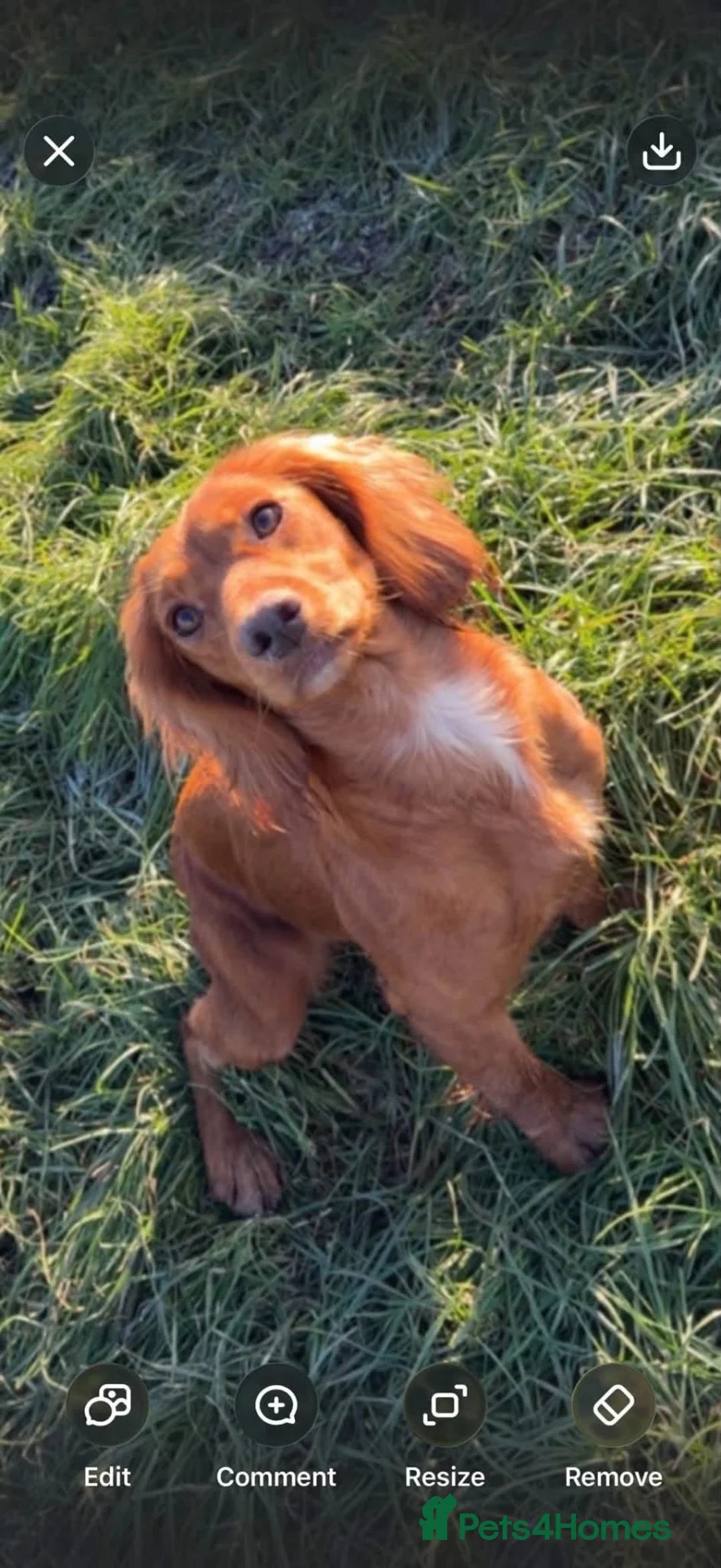 Cocker Spaniel dogs for sale: Red Male cocker spaniel  - Advert 6