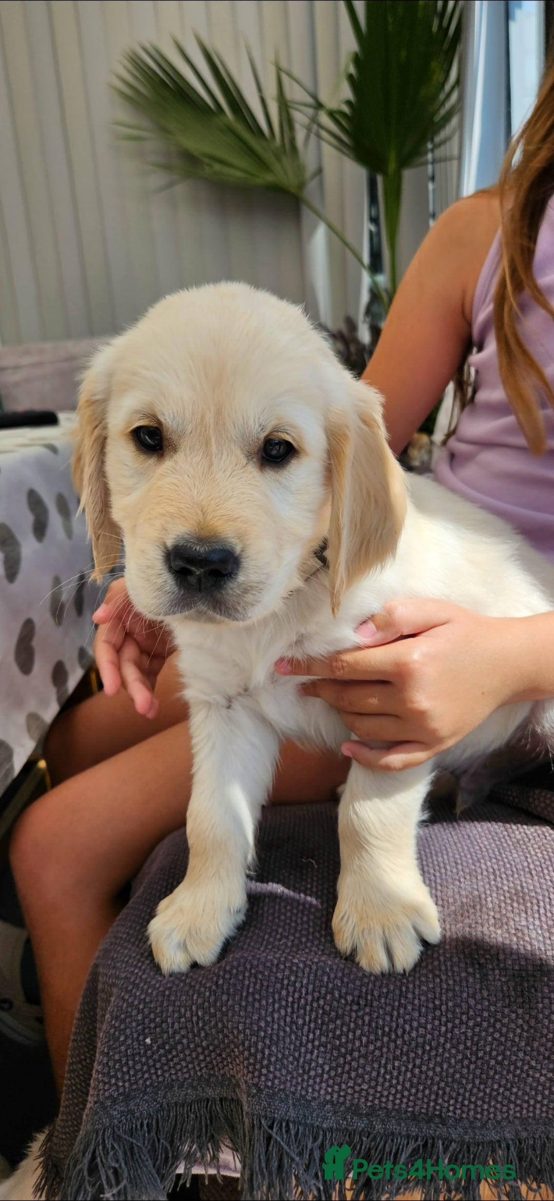 Golden Retriever dogs for sale: Adorable Golden Retriever Puppies - Image 6