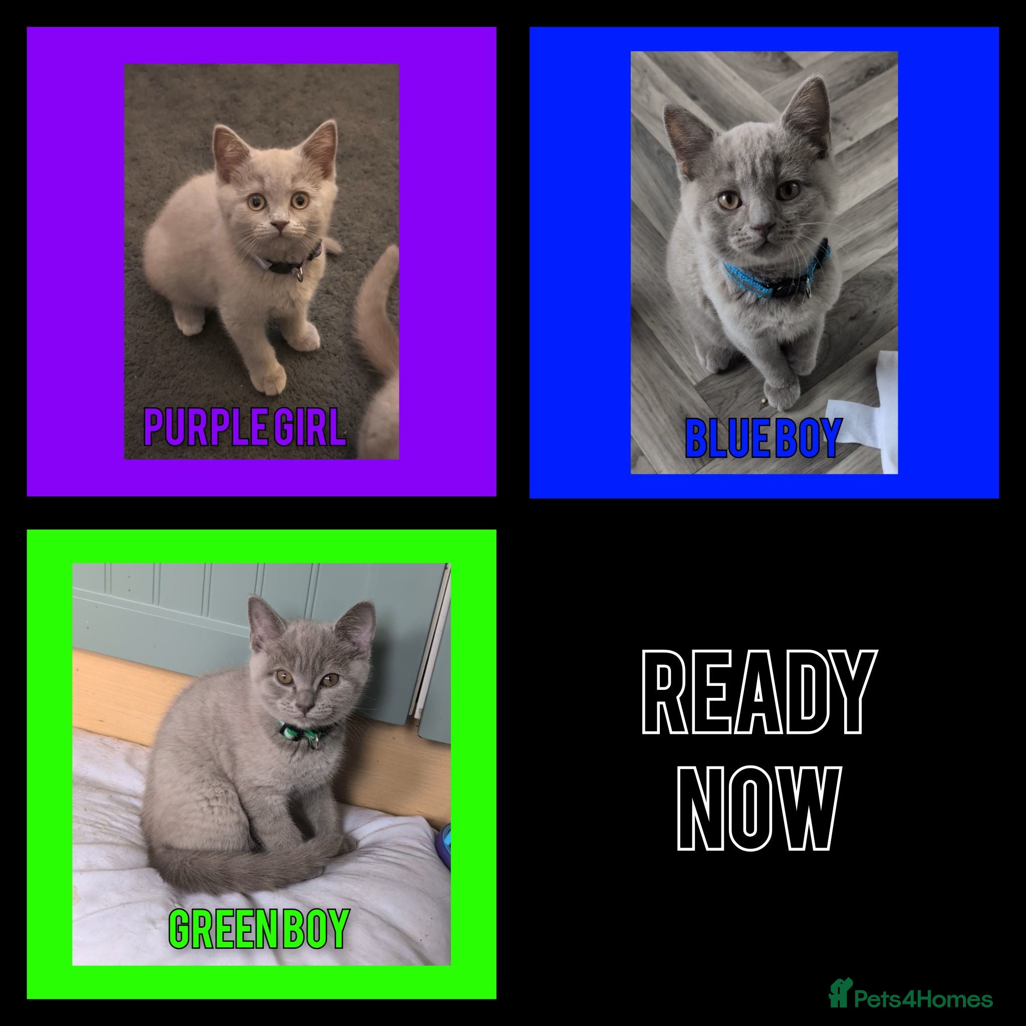 British Shorthair cats for sale: Stunning Lilac British Shorthair Kittens For Sale - Advert 1