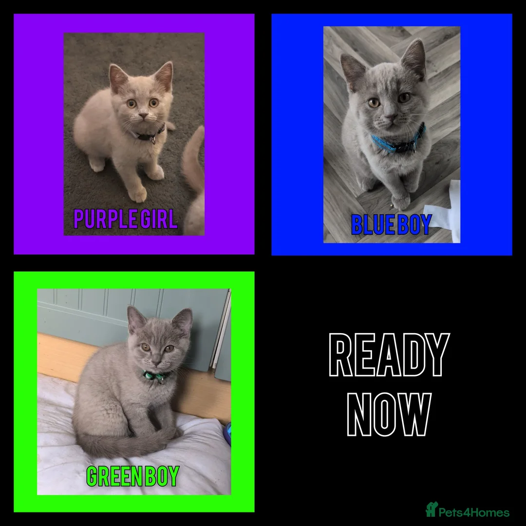 British Shorthair cats for sale: Stunning Lilac British Shorthair Kittens For Sale - Advert 1