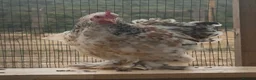 Chickens poultry for sale: Pekin bantam millefleur  - Advert 4