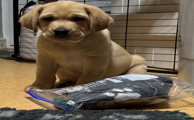 Labrador Retriever dogs - Advert 14