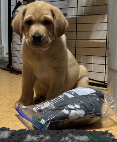 Labrador Retriever dogs - Advert 4