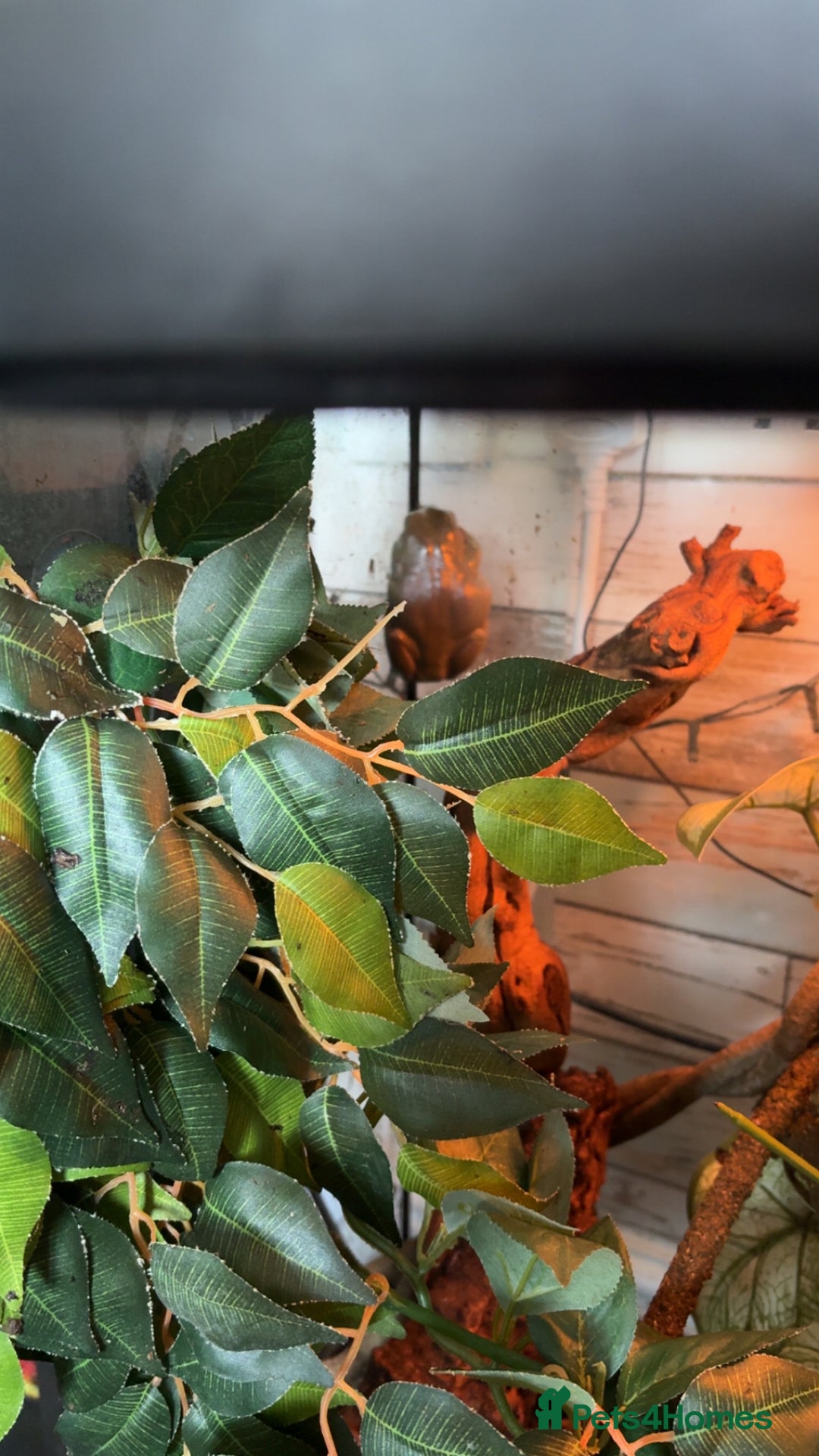 Frog reptiles for sale: 🐸 White’s Tree Frogs + Full Set-Up 🐸 - Image 2