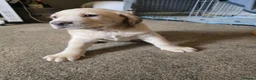 Mixed Breed dogs for sale: Weimaraner cross in Tonypandy - Advert 13