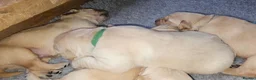 Golden Retriever dogs for sale: 3x KC golden retriever pups, ready 22nd June - Advert 32