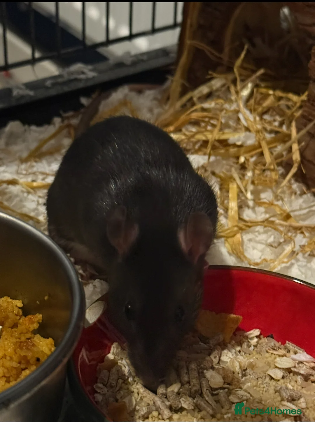 Rat rodents for sale: 4 female rats for adoption  - Advert 3