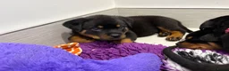 Rottweiler dogs for sale: Beautiful litter of KC Rottweilers  - Advert 11