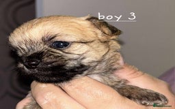 Shih Tzu dogs for sale: 5 stunning shihtzus - Advert 6