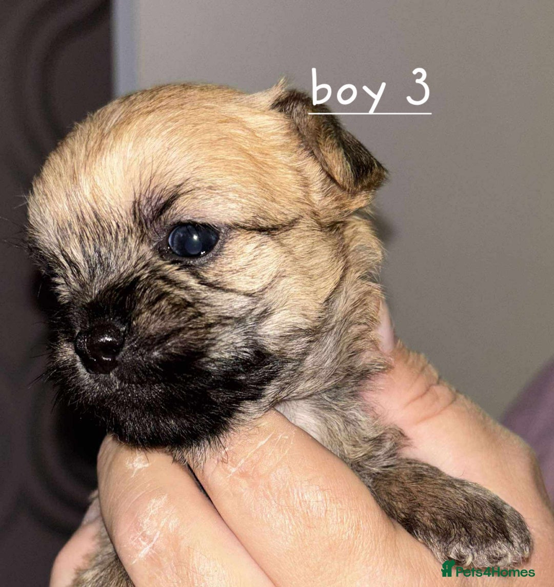 Shih Tzu dogs for sale: 5 stunning shihtzus - Advert 6