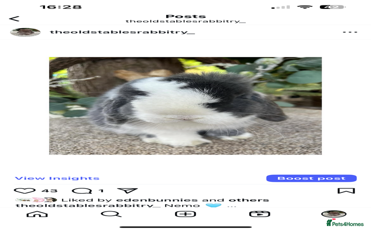 Mini Lop rabbits - Advert 2