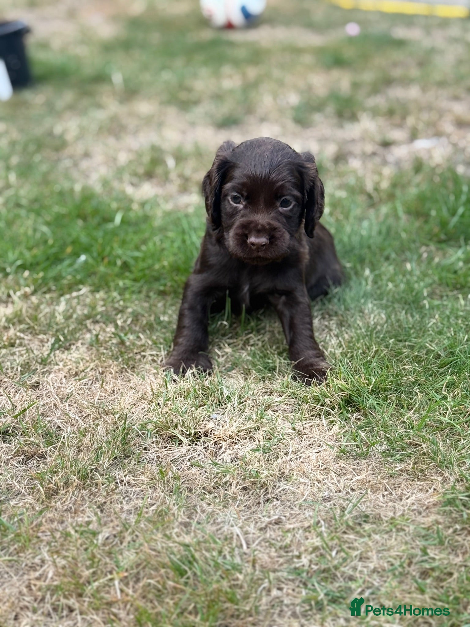Cocker Spaniel dogs Dog puppy - Advert 2