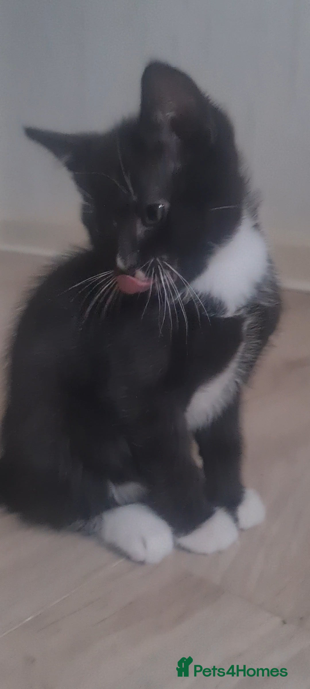 British Shorthair cats for sale: Lovely 1 black and 2 black & white kitten - Image 13