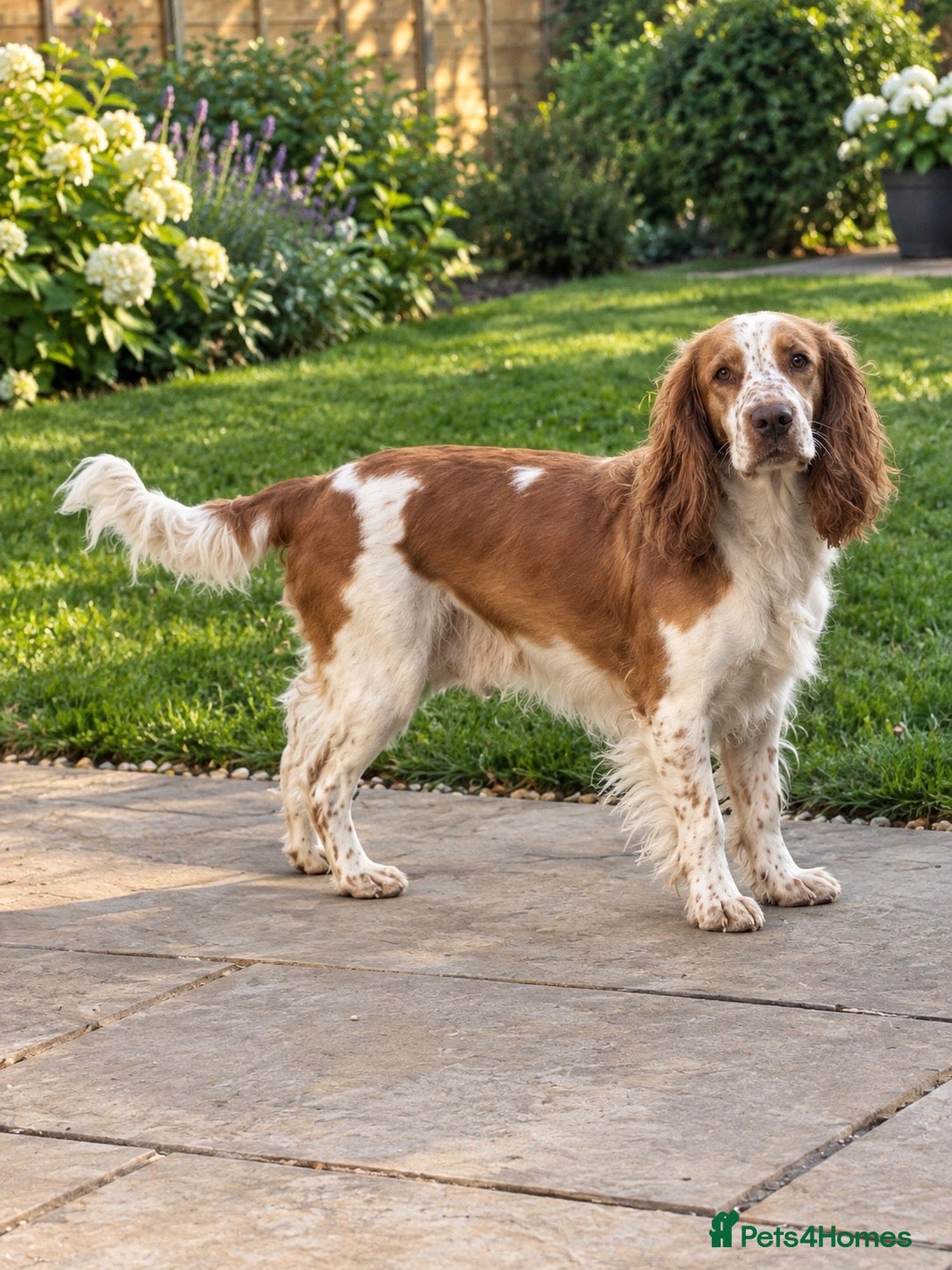Cockapoo dogs DNA HEALTH TESTED F1 COCKAPOOS  - Advert 2