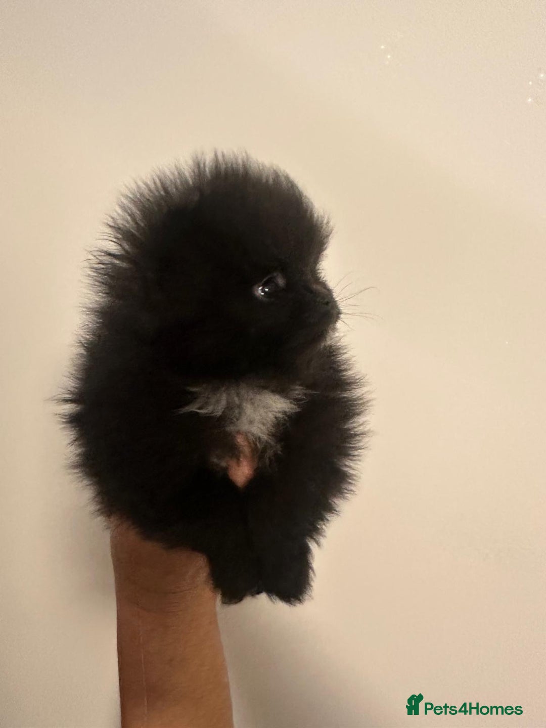 Pomeranian dogs for sale: Pomeranian puppies  - Advert 6