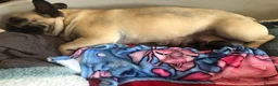 Mixed Breed dogs for sale: Beautiful Foodle Puppies  in Birmingham - Advert 2
