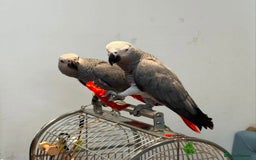 Parrots birds for sale: Super Tamed African Grey Parrots With Cage. - Image 2