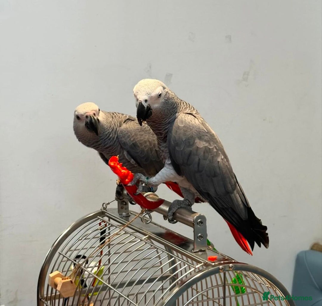 Parrots birds for sale: Super Tamed African Grey Parrots With Cage. - Image 2