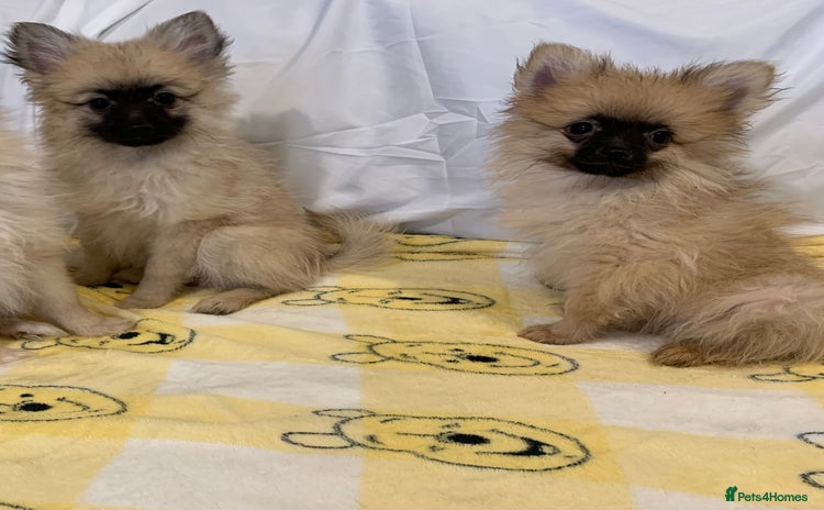 Pomeranian dogs - Advert 2