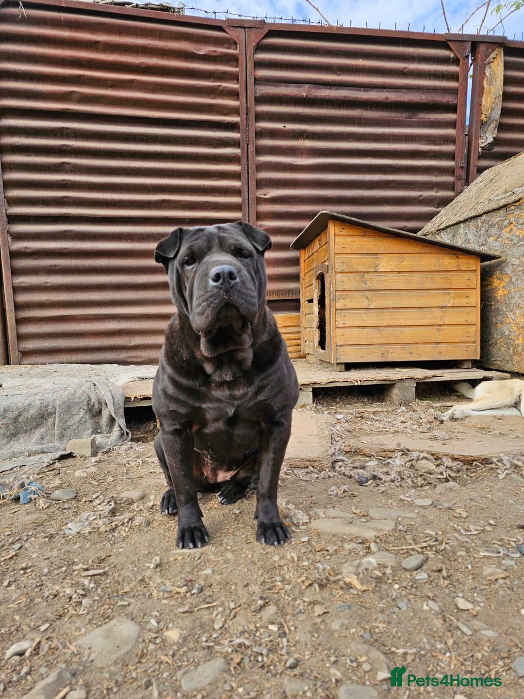 Shar Pei dogs for adoption: LIPA - a Superb, limping Girl, for a Loving Home - Image 8