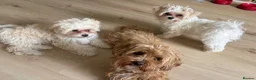 Maltipoo dogs for sale: Toy Size maltipoo boys in London - Advert 13