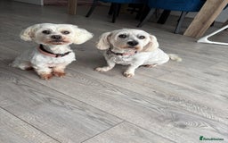 Maltese dogs for sale: Rehoming - Advert 4