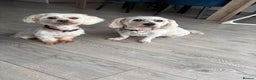 Maltese dogs for sale: Rehoming - Advert 4