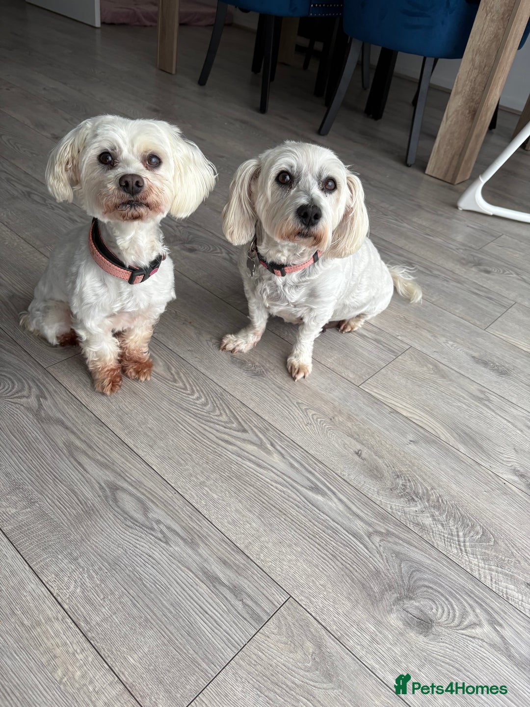 Maltese dogs for sale: Rehoming - Advert 4