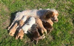 Cocker Spaniel dogs for sale: 🐾Gorgeous Cocker Spaniel Puppies 🐶🐾 - Image 10