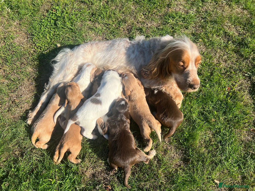 Cocker Spaniel dogs for sale: 🐾Gorgeous Cocker Spaniel Puppies 🐶🐾 - Image 10
