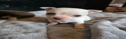 Chihuahua dogs for sale: Pedigree club registered chihuahua puppies - Advert 14