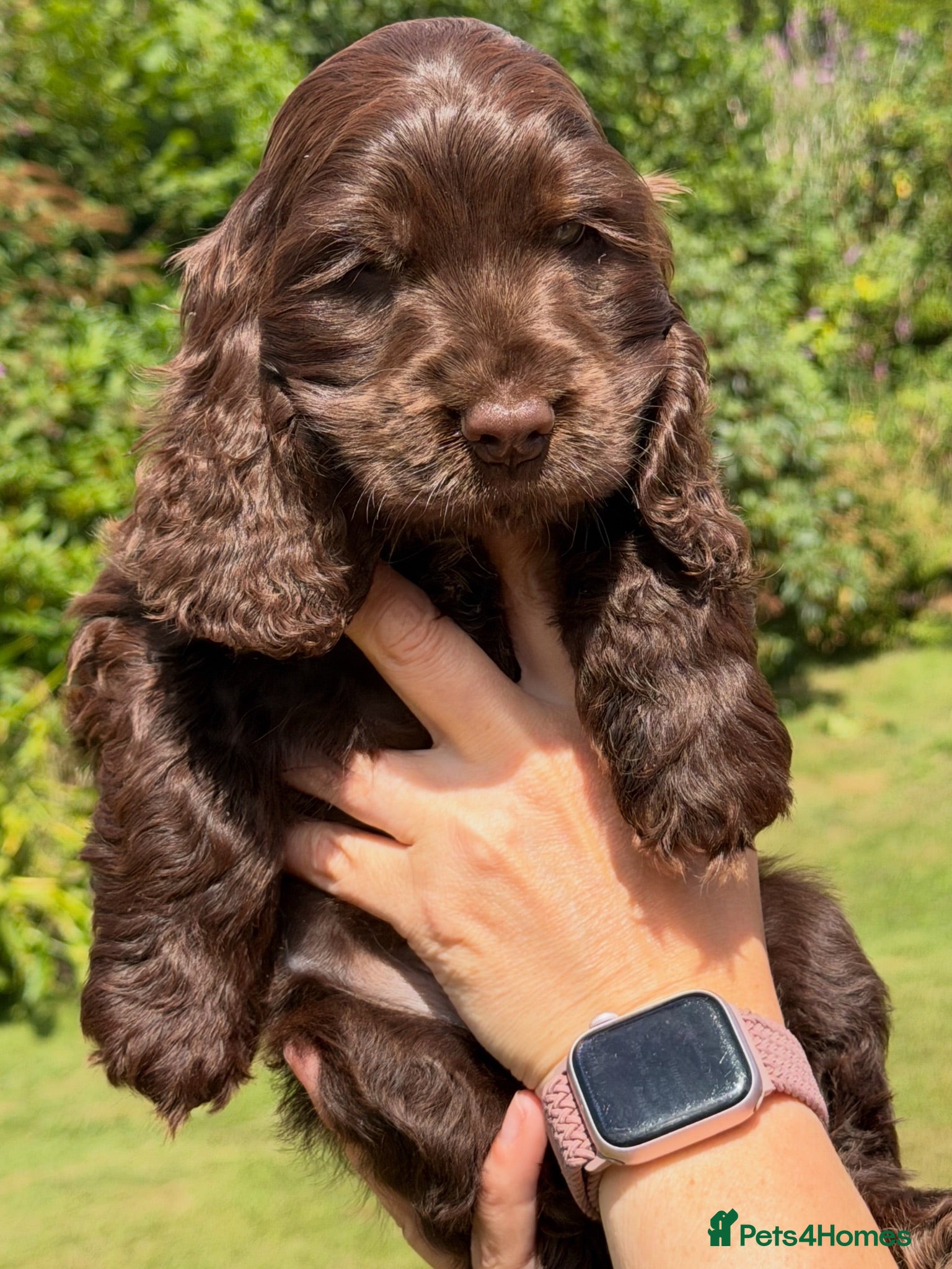 Cocker Spaniel dogs KC Show-type Chocolate & Choc Sable puppies - Advert 1