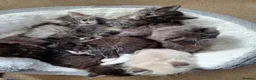 Siberian cats for sale: Siberian babies looking for their fureva homes - Advert 6