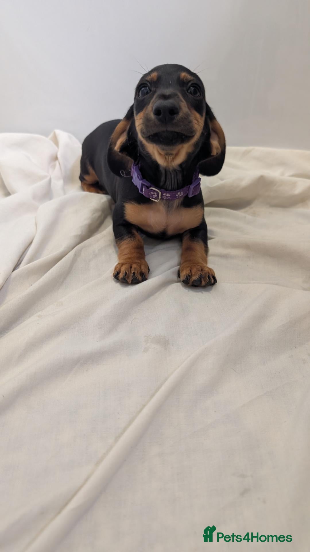 Miniature Dachshund dogs Ready to Go Beautiful miniature Dachshund  - Advert 1