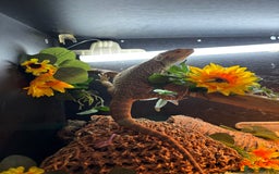 Bearded Dragon reptiles for sale: bearded dragon and vivarium - Image 1