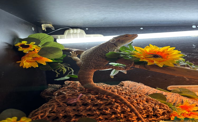 Bearded Dragon reptiles - Advert 2