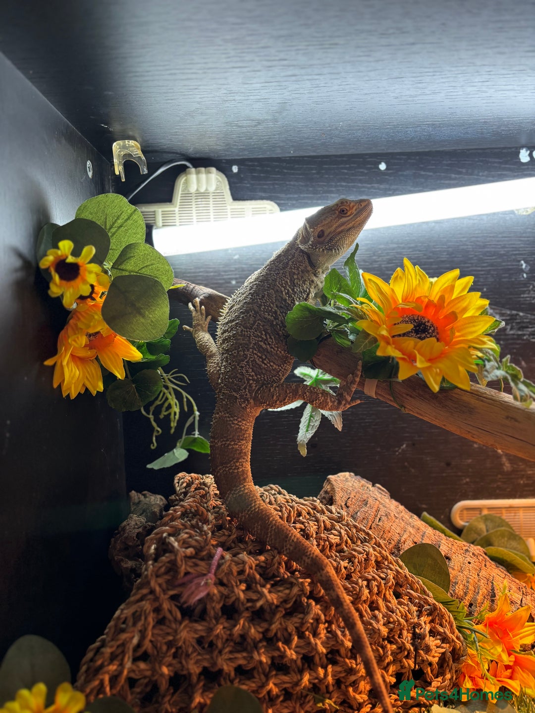 Bearded Dragon reptiles for sale: bearded dragon and vivarium - Image 1
